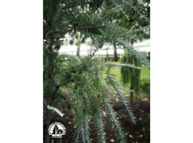 Larix kaempferi   'Blue Rabbit'
